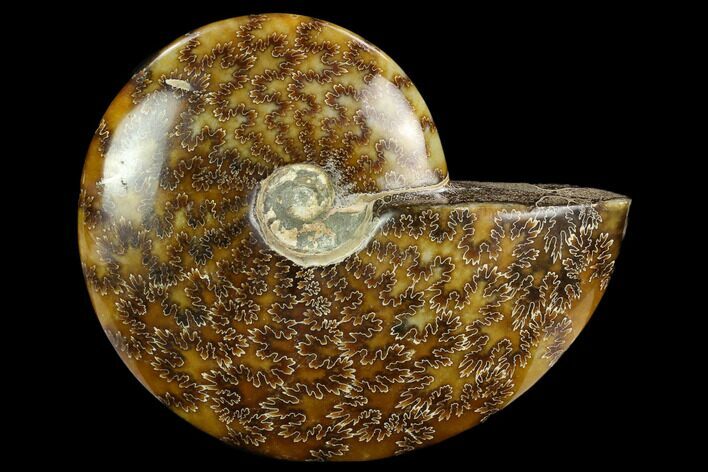 Polished Ammonite (Cleoniceras) Fossil - Madagascar #127224